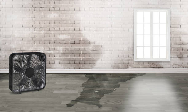 Best Wood Floor Water Damage Restoration in Denison, IA